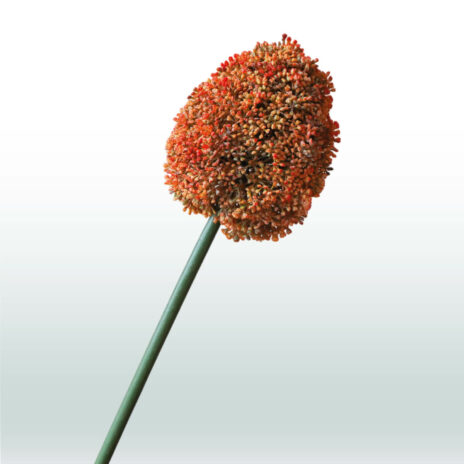 Allium 68cm - Oranje