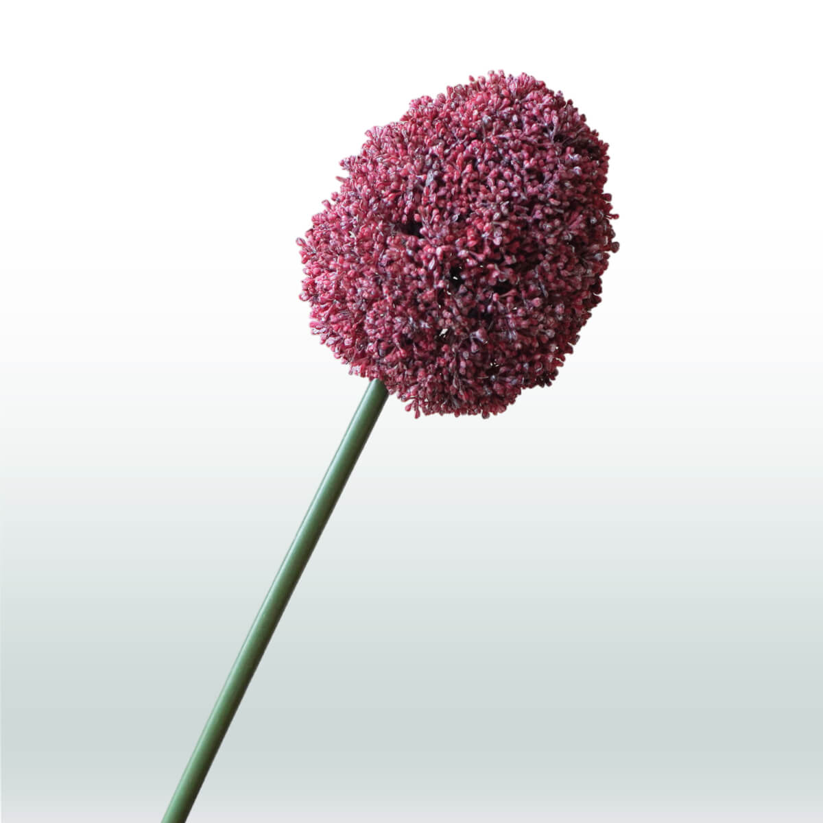 Allium 68cm