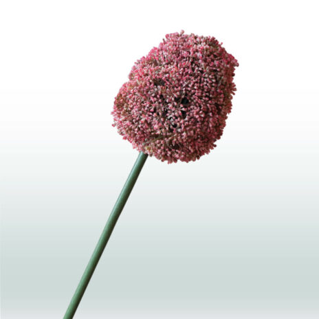 Allium 68cm - Roze