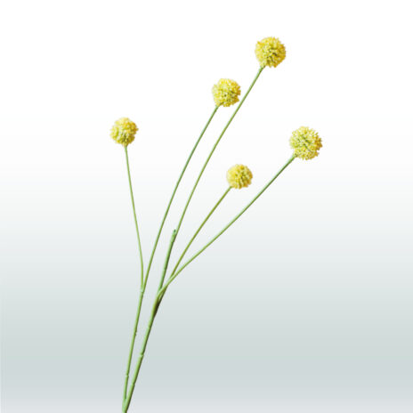 Craspedia 65cm - Geel